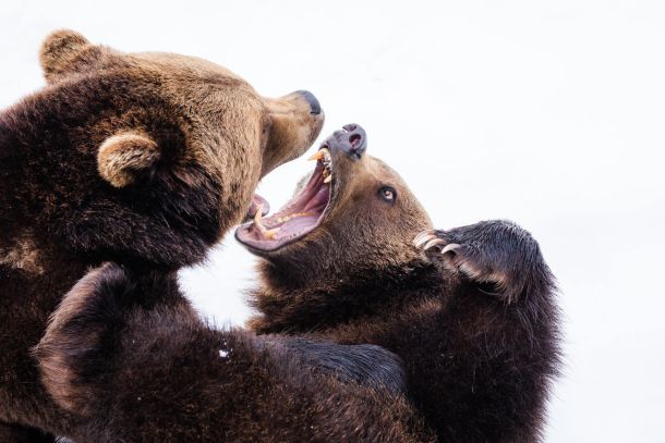 bears fighting outside in the snow