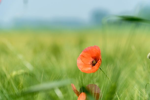 Outside field of grass with an orange flower