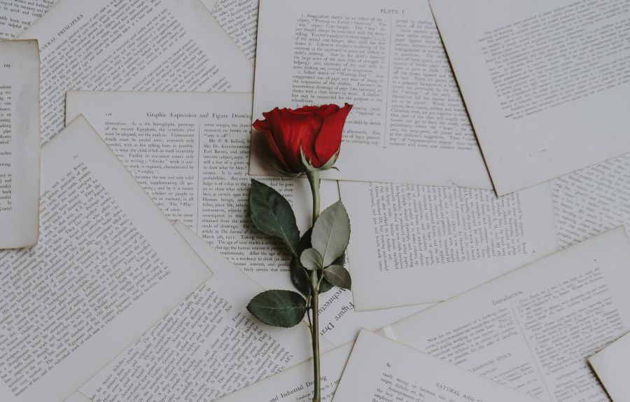 rose over papers indoors